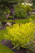 Chardonnay Pearls® Deutzia (Deutzia gracilis 'Chardonnay Pearls') - QT