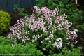 Yuki Cherry Blossom® Deutzia (Deutzia yuki 'Cherry Blossom') - QT