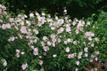 Pink Chiffon® Rose of Sharon (Hibiscus syriacus Pink Chiffon®) - QT