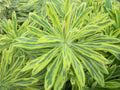 Ascot Rainbow Cushion Spurge (Euphorbia x martinii 'Ascot Rainbow') - QT