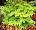 Golden Japanese Spikenard (Aralia cordata 'Sun King') - QT