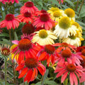 Cheyenne Spirit Coneflower (Echinacea cheyenne 'Spirit') - QT