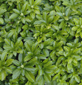Japanese Spurge (Pachysandra terminalis) - QT