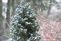 Castle Spire® Blue Holly (Ilex x meserveae 'Castle Spire') - 3 gallon