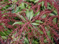 Katsura Japanese Andromeda (Pieris japonica 'Katsura') - 1 gallon