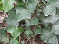 English Ivy (Hedera helix 'Hibernica') - QT