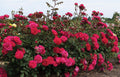 Triple Knock Out® Rose (Rosa 'Triple Knock Out') - 3 gallon
