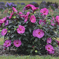 Summerific® 'Berry Awesome' Rose Mallow (Hibiscus x 'Summerific Berry Awesome') - 1 gallon