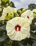 SUMMERIFIC® ‘Coconut Cream’ Rose Mallow (Hibiscus 'Coconut Cream') - 1 gallon