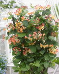 CORAL STAR™ HONEYSUCKLE (Lonicera x 'Celestial') - QT