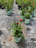 Sunseekers® Orange Coneflower (Echinacea SunSeekers Orange ('Apecssior'PBR)) - QT
