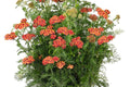SkySail™ Fire Yarrow (Achillea millefolium SkySail™ Fire  ‘Bosachskyfi’) - QT