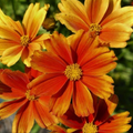Coreopsis Lil Bang™ Darling Clemantine (Coreopsis x 'Lil Bang Darling Clemantine') - QT