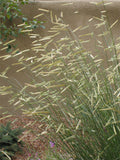 Blonde Ambition Blue Grama Grass (Bouteloua 'Blonde Ambition') - 1 gallon