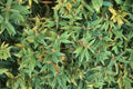 Himalayn sweet box (Sarcococca hookeriana var. humilis) - 2 gallon