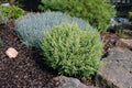 ‘Cream Ball’ Sawara False Cypress (Chamaecyparis pisifera ‘Cream Ball’) - QT